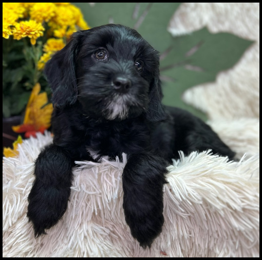 miniature labradoodle puppy, miniature labradoodle puppies for sale, mini labradoodle puppies for sale, mini labradoodle puppies Oregon, labradoodle puppies for sale