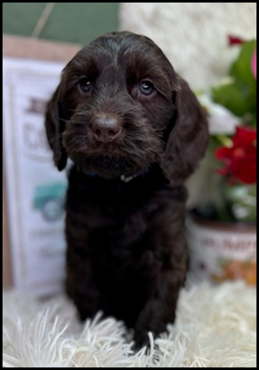 miniature labradoodle puppy, miniature labradoodle puppies for sale, mini labradoodle puppies for sale, mini labradoodle puppies Oregon, labradoodle puppies for sale