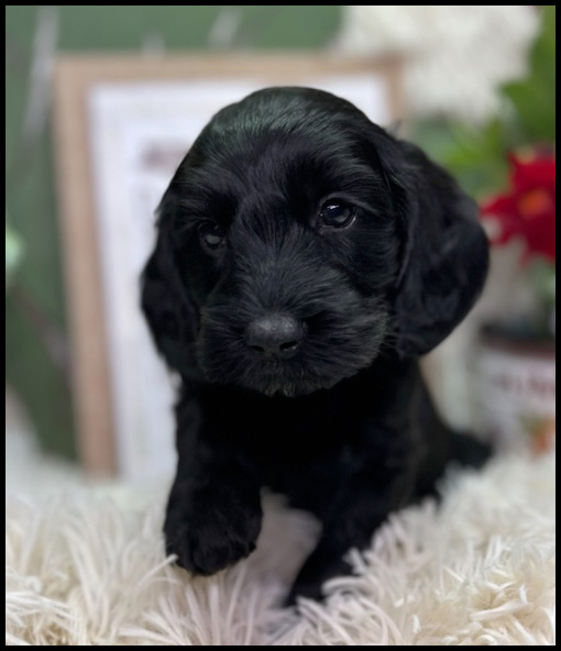 miniature labradoodle puppy, miniature labradoodle puppies for sale, mini labradoodle puppies for sale, mini labradoodle puppies Oregon, labradoodle puppies for sale