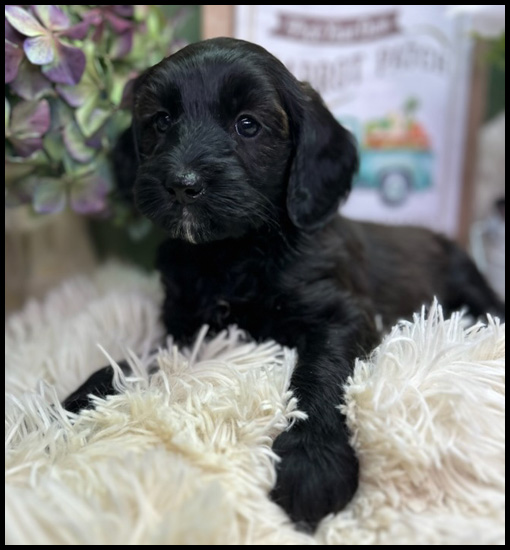 miniature labradoodle puppy, miniature labradoodle puppies for sale, mini labradoodle puppies for sale, mini labradoodle puppies Oregon, labradoodle puppies for sale