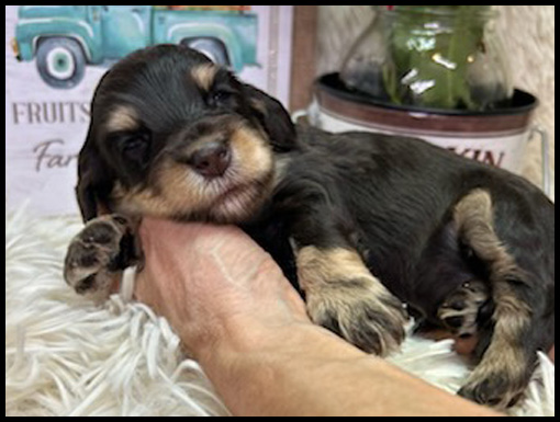 miniature labradoodle puppy, miniature labradoodle puppies for sale, mini labradoodle puppies for sale, mini labradoodle puppies Oregon, labradoodle puppies for sale
