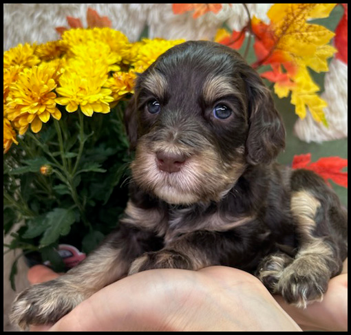 miniature labradoodle puppy, miniature labradoodle puppies for sale, mini labradoodle puppies for sale, mini labradoodle puppies Oregon, labradoodle puppies for sale