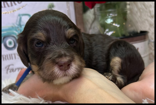 miniature labradoodle puppy, miniature labradoodle puppies for sale, mini labradoodle puppies for sale, mini labradoodle puppies Oregon, labradoodle puppies for sale