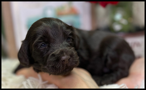 miniature labradoodle puppy, miniature labradoodle puppies for sale, mini labradoodle puppies for sale, mini labradoodle puppies Oregon, labradoodle puppies for sale