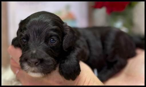 miniature labradoodle puppy, miniature labradoodle puppies for sale, mini labradoodle puppies for sale, mini labradoodle puppies Oregon, labradoodle puppies for sale