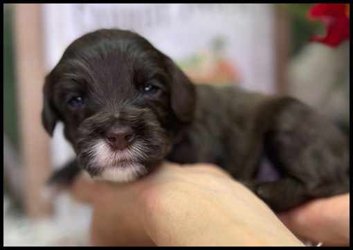 miniature labradoodle puppy, miniature labradoodle puppies for sale, mini labradoodle puppies for sale, mini labradoodle puppies Oregon, labradoodle puppies for sale
