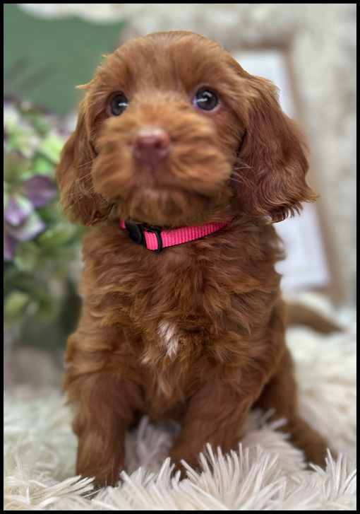 miniature labradoodle puppy, miniature labradoodle puppies for sale, mini labradoodle puppies for sale, mini labradoodle puppies Oregon, labradoodle puppies for sale