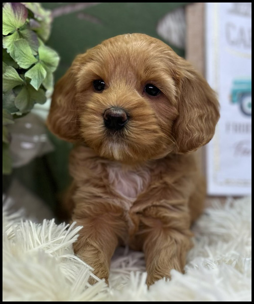 miniature labradoodle puppy, miniature labradoodle puppies for sale, mini labradoodle puppies for sale, mini labradoodle puppies Oregon, labradoodle puppies for sale